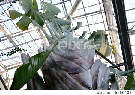 旅人の木 6660403