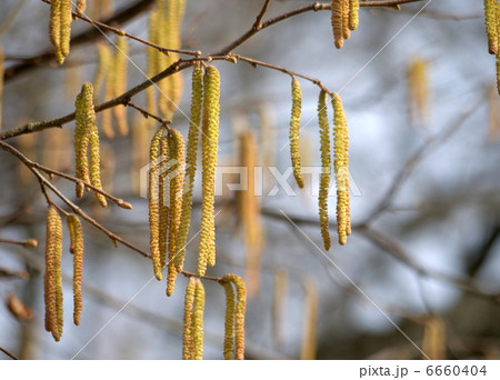セイヨウハシバミの雄花 6660404