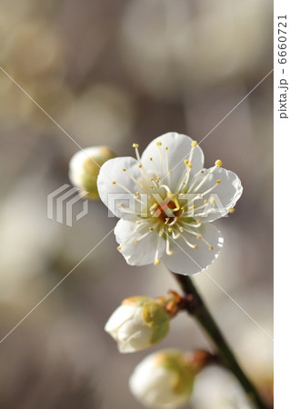 白い梅の花の開花 白い梅の花の開花 6660721