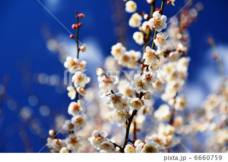 青空に梅の花 6660759