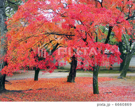 雨の京都紅葉 6660869