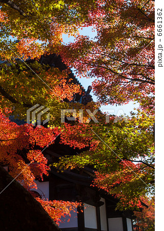 東福寺 東福寺 6661362