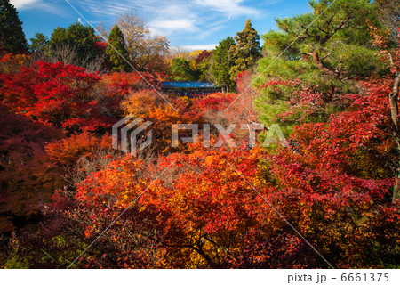 東福寺 臥雲橋 東福寺 臥雲橋 6661375