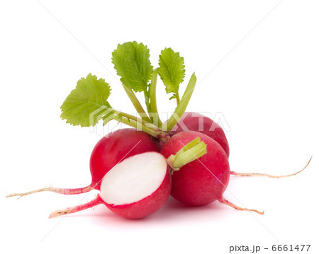 Small garden radish Small garden radish 6661477