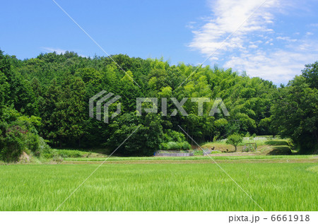初夏の山田 初夏の山田 6661918