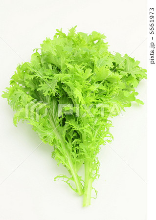 野菜　わさび菜 6661973