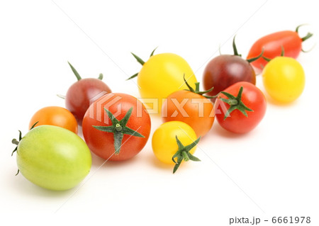 ミニトマト　カラフル 6661978