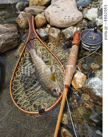 フライフィッシングで釣れたイワナ 6662063