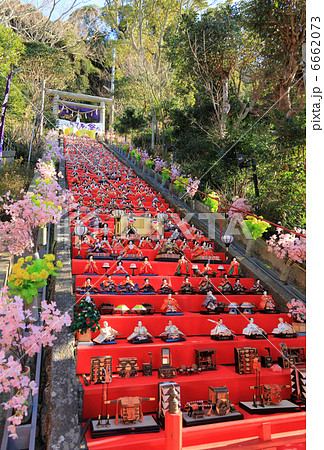 勝浦のビッグひな祭り 6662073