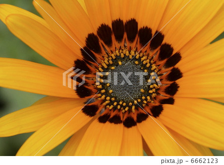 べ二ジウム アツプ べ二ジウム アツプ 6662123