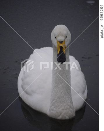 濤沸湖の白鳥 濤沸湖の白鳥 6662204
