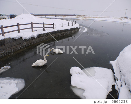 濤沸湖の白鳥 濤沸湖の白鳥 6662238
