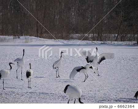 阿寒国際ツルセンター 6662364