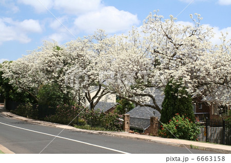 白色のジャカランダの街　プレトリア　南アフリカ 6663158