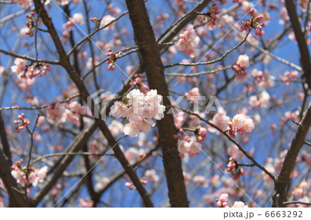 大寒桜 6663292