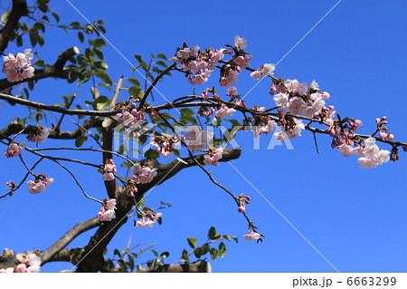 大寒桜 6663299
