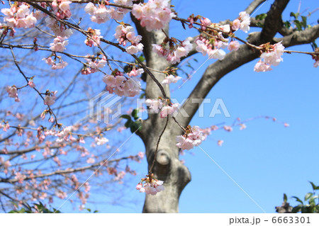 大寒桜 6663301