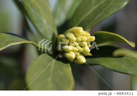 シロバナジンチョウゲの蕾 6663411