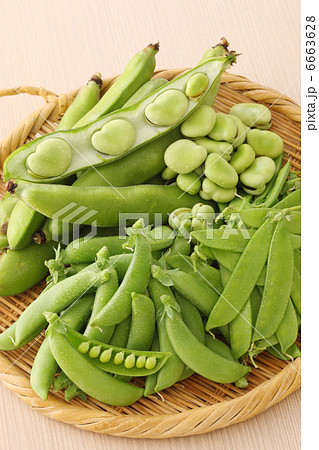 春の豆類 春の豆類 6663628