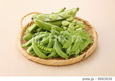 春の豆類 6663630