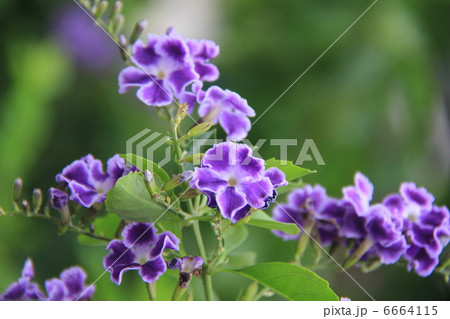 デュランタ 6664115