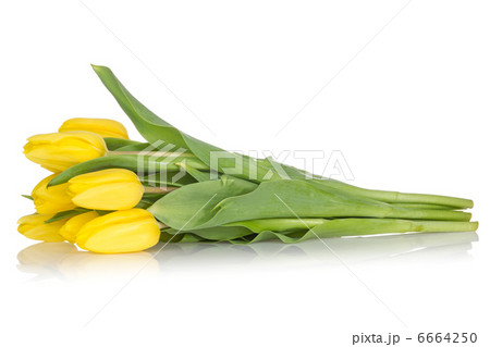 Bouquet of yellow tulips on white 6664250