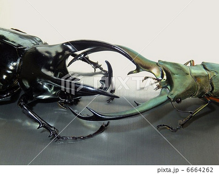 シルバーメタリック背景　アトラスオオカブト　エラフスホソアカクワガタ 6664262