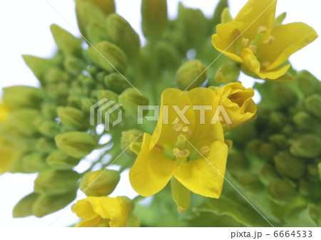 菜の花の蕾と花びらの写真素材