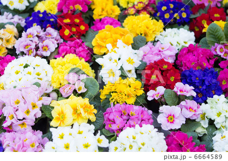 プリムラの花 6664589