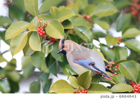 ヒレンジャク ヒレンジャク 6664643