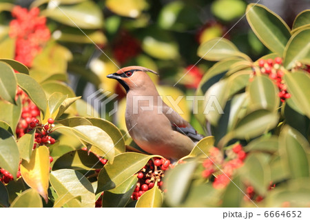 ヒレンジャク 6664652