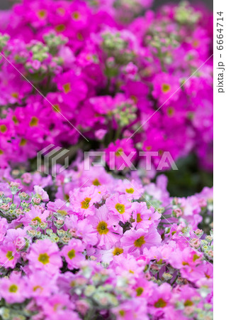 プリムラの花 6664714