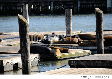 アメリカ　ピア39 6664724