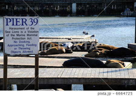 アメリカ　ピア39 6664725