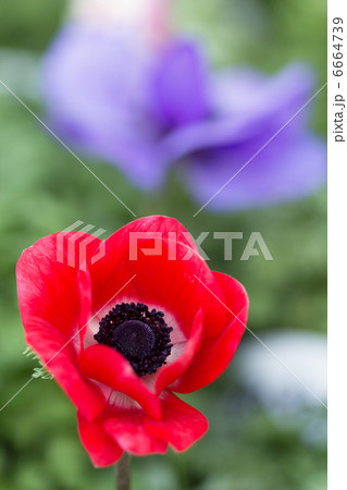 アネモネの花 アネモネの花 6664739