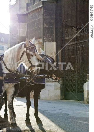 Horse Carriage in Vienna Horse Carriage in Vienna 6664749