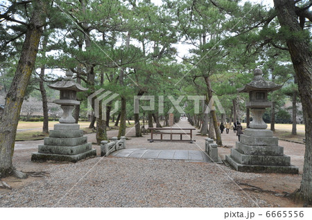 出雲大社　松の参道 6665556