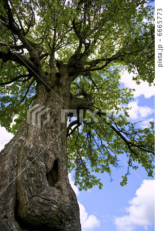 old wild pear 6665773