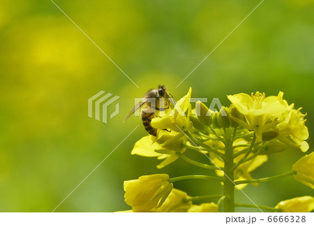 菜の花とみつばち 菜の花とみつばち 6666328