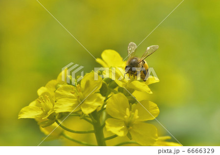 菜の花とみつばち 6666329