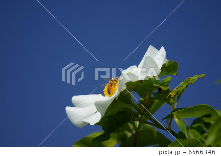 浪花茨ナニワイバラと蜜蜂と春の空 浪花茨ナニワイバラと蜜蜂と春の空 6666346
