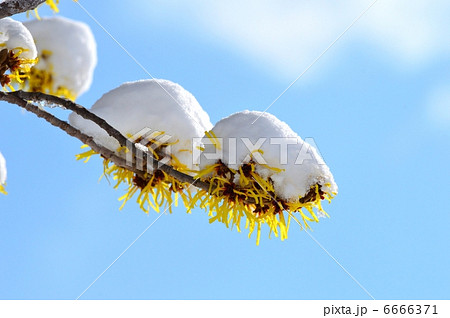 マンサクの雪化粧 6666371