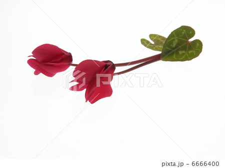 白背景の真っ赤なシクラメン2輪 6666400