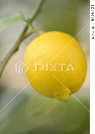 レモン レモン 6666401