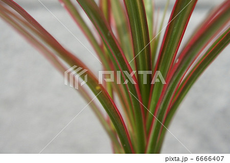 レインボー 6666407