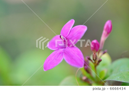 プセウデランテムム・ラクシフルム 6666434