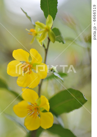 オクナ・キルキー オクナ・キルキー 6666519