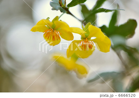 オクナ・キルキー オクナ・キルキー 6666520