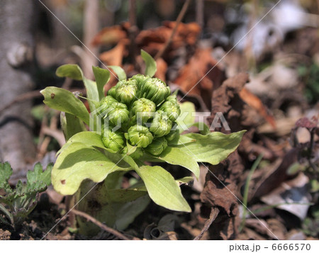 フキノトウ 6666570