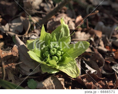 フキノトウ フキノトウ 6666571